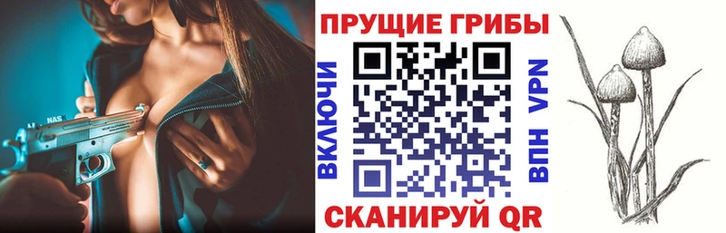 Галлюциногенные грибы Psilocybe  Купить  Семёнов 